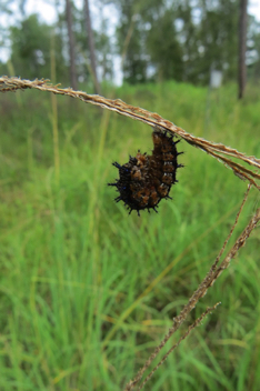 Common Buckeye caterpillar beginning to pupate